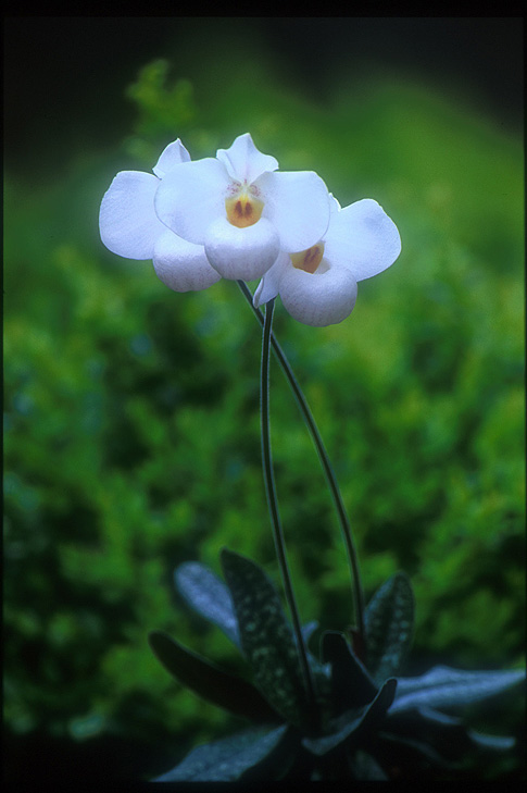 purity of heart orchid