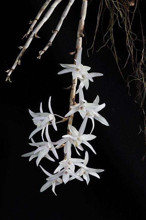 purity of soul orchid