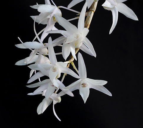 purity of soul orchid