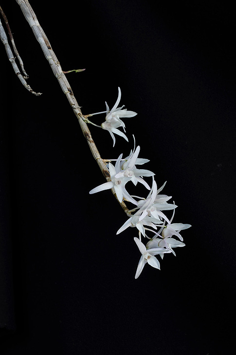 purity of soul orchid