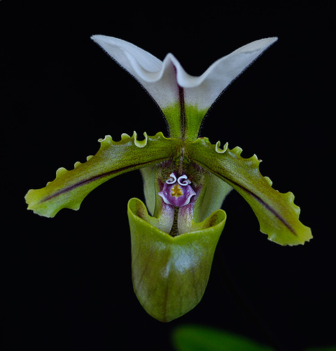 Redemption Dream Orchid Essence - Paphiopedilum spicerianum (Bhutan)