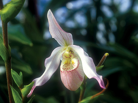 renewing life orchid