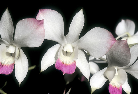 sacral release orchid
