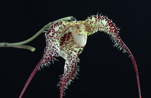 shadow facing orchid