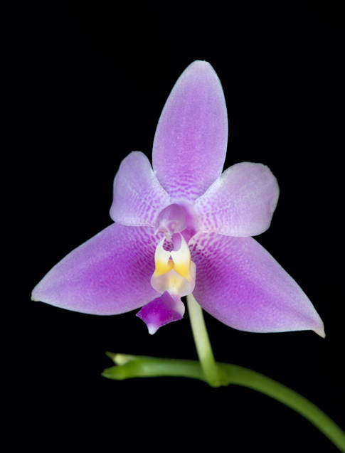 violacea veritas orchid