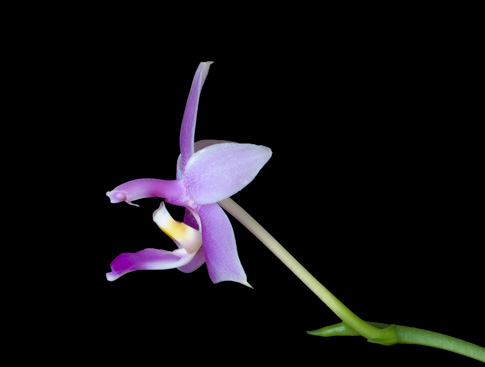 violacea veritas orchid