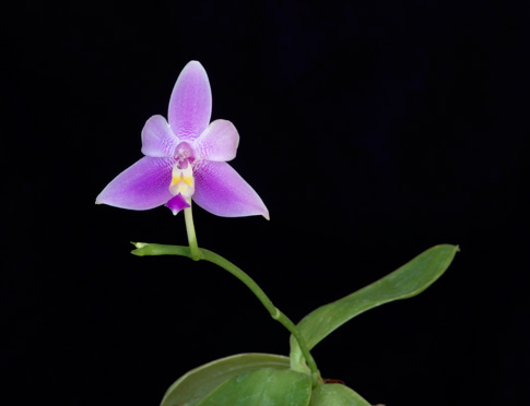 violacea veritas orchid