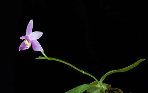 violacea veritas orchid