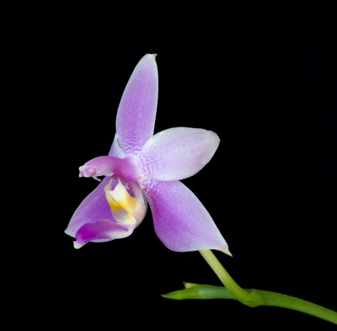 violacea veritas orchid