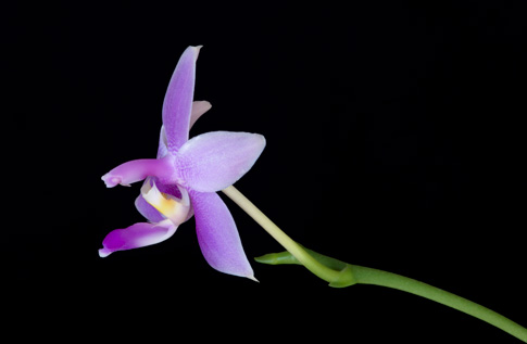 violacea veritas orchid