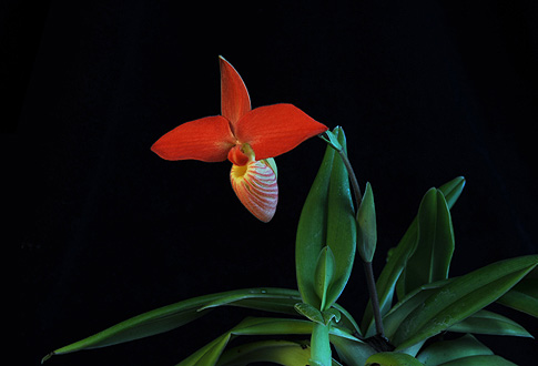 vital core orchid