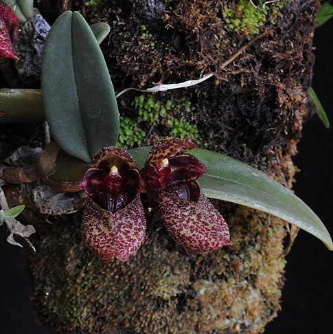 Risultati immagini per Bulbophyllum frostii