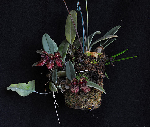 Risultati immagini per Bulbophyllum frostii