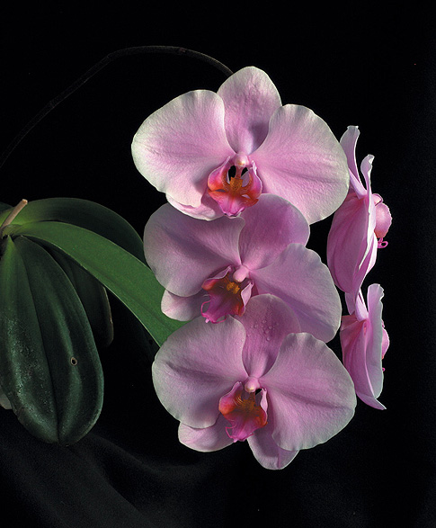 wisdom of compassion orchid