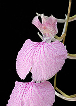 click for larger view