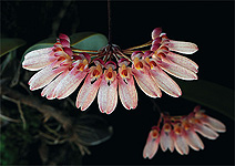 click for larger view