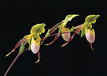 click for larger view