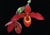 click for larger view